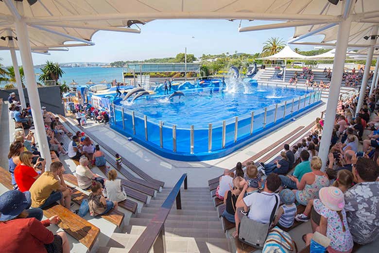 The dolphin show at Marineland