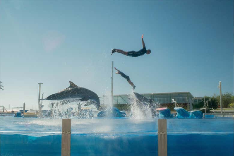 Admire the dolphins