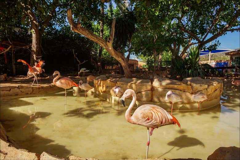 Spot the flamingos