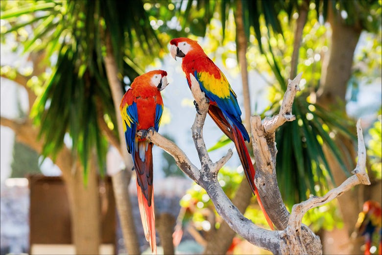 Parrots at Marineland