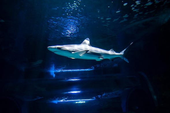 Buceo con tiburones en el Aquarium de Costa Teguise