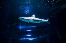 Buceo con tiburones en el Aquarium de Costa Teguise