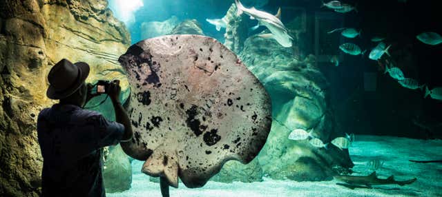 Costa Teguise Aquarium Ticket