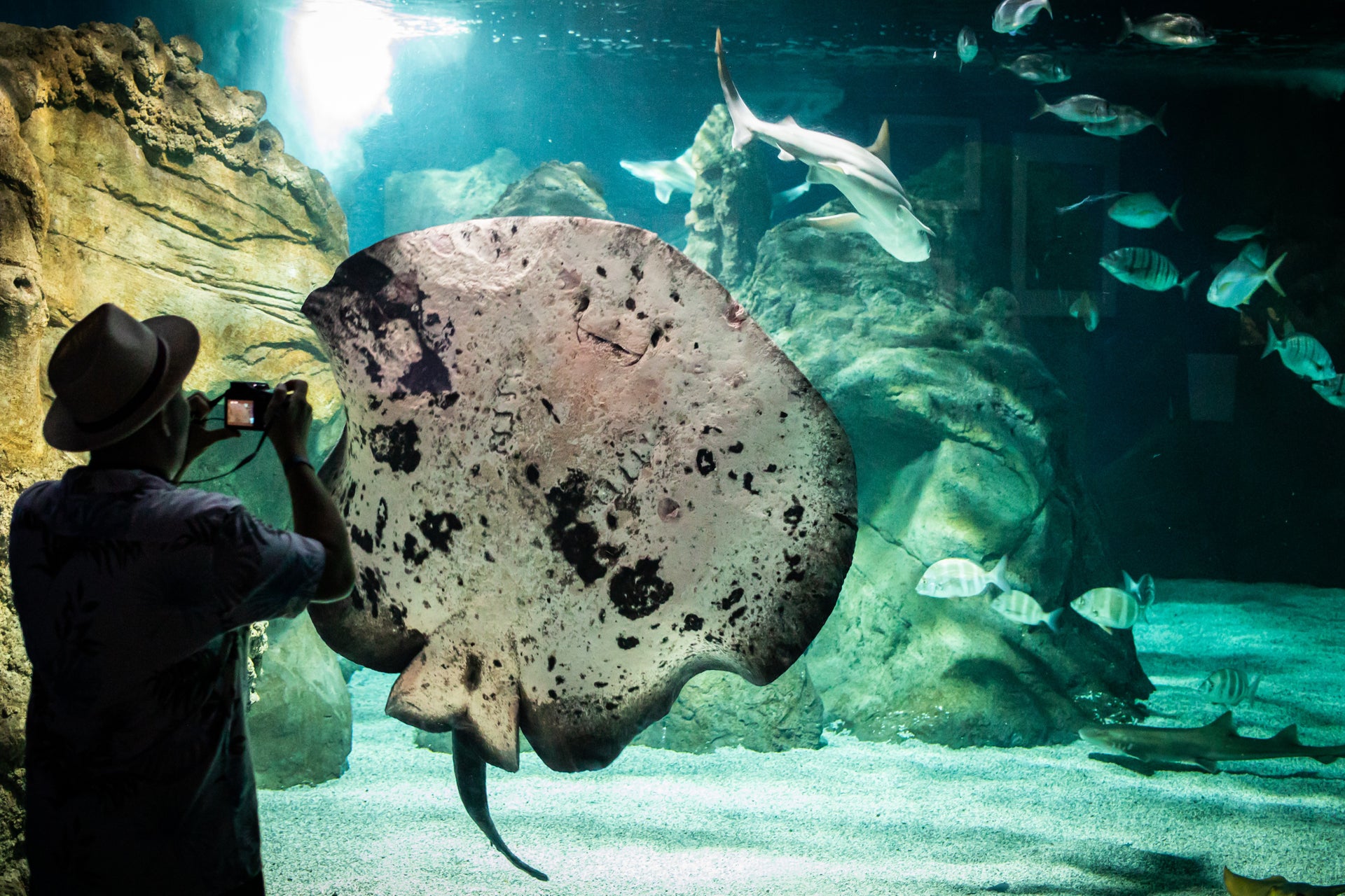Billet pour l'Aquarium de Costa Teguise
