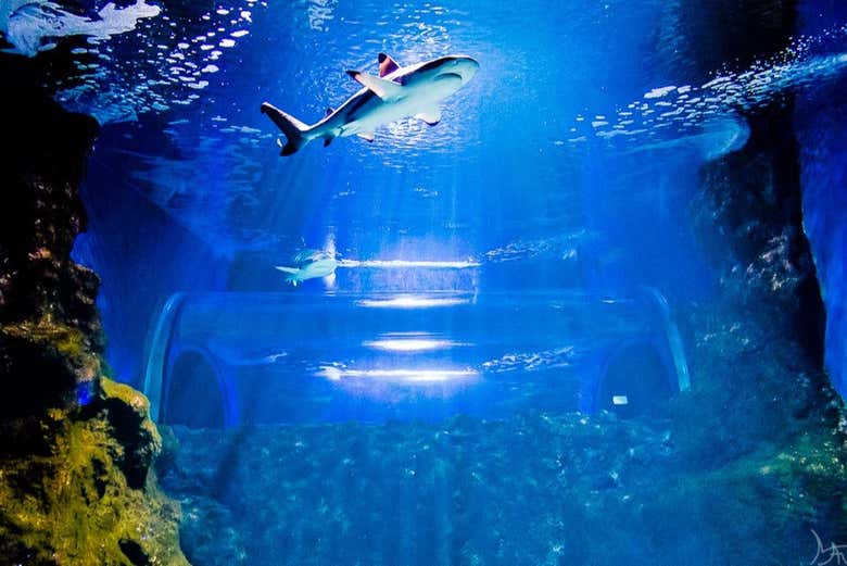 Bienvenue à l'Aquarium de Costa Teguise !