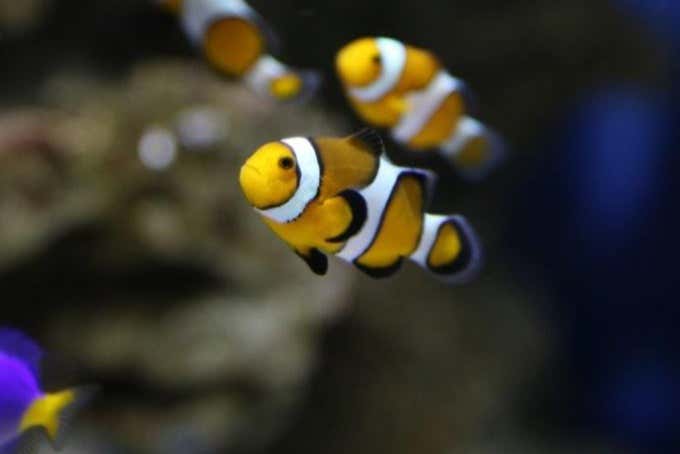 Un couple de poissons clown