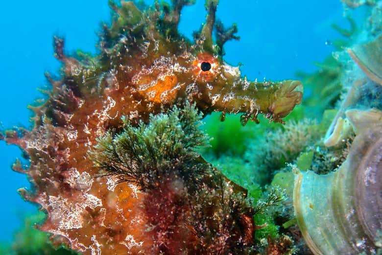 Caballito de Mar