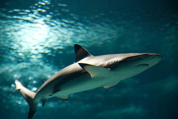 Un des requins