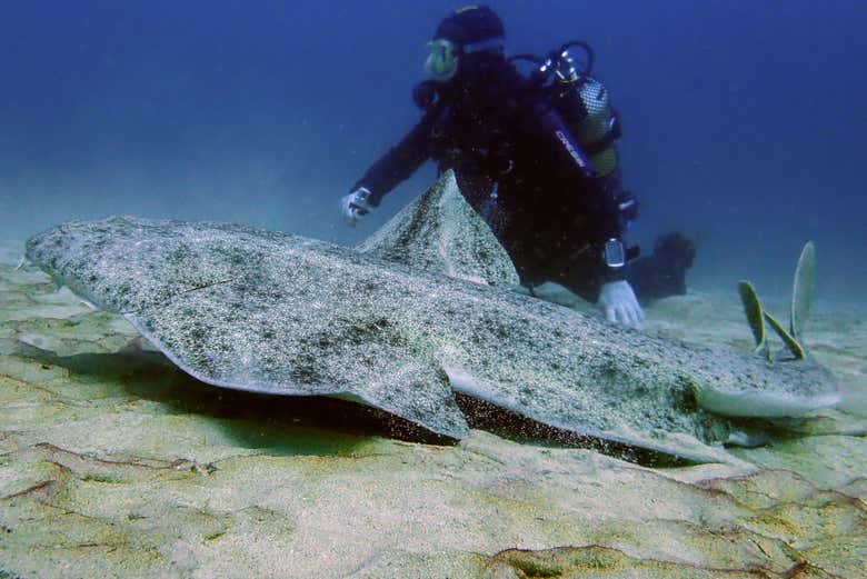 Angelshark