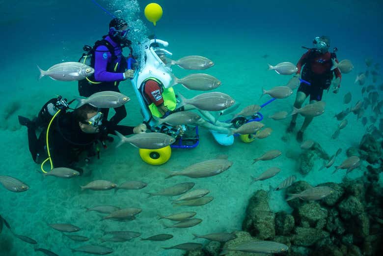 Disfrutando del sea trek adaptado