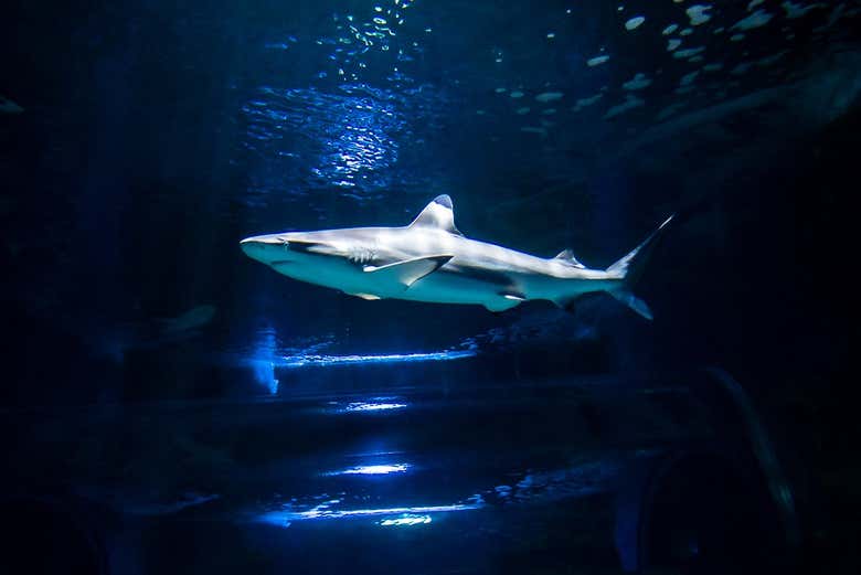 Plongée avec des requins à l'Aquarium de Costa Teguise
