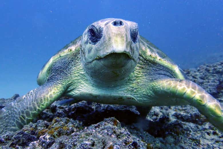 Sea turtle