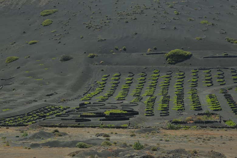 Contemplando los viñedos de La Geria