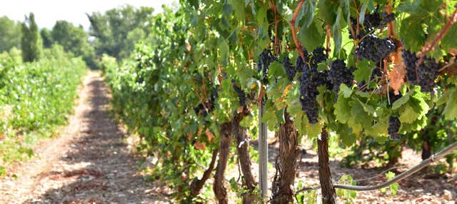 Visita a la bodega Valdelosfrailes