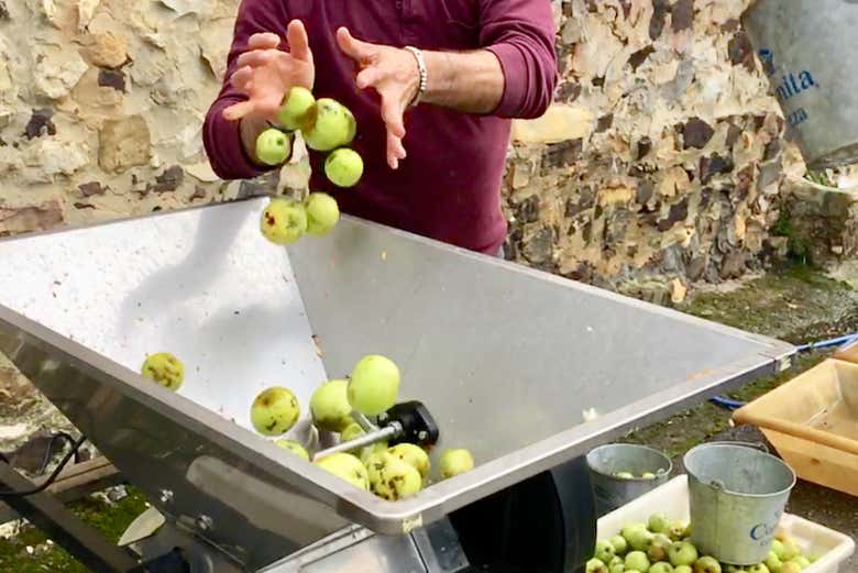 Processo de produção da sidra