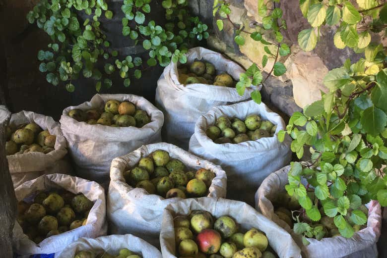 Maçãs para a sidra