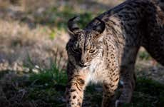 Avistamiento de lince ibérico y aves en el Campo de Montiel