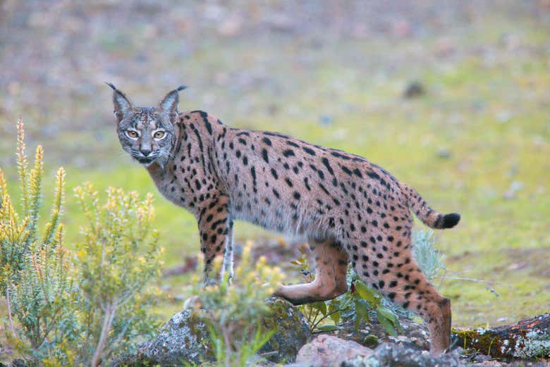 Avistamento de lince-ibérico