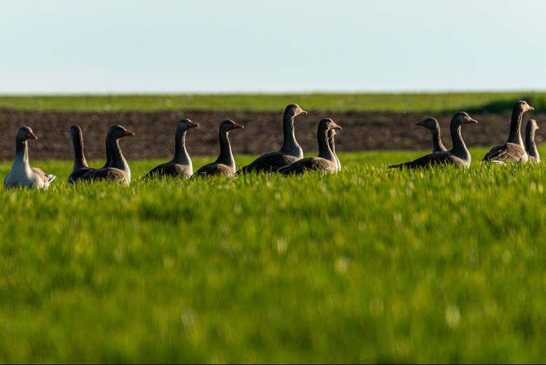 Patos en las Tablas de Daimiel