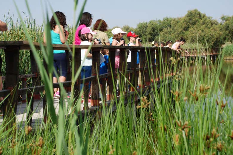 Traversez les passerelles en bois