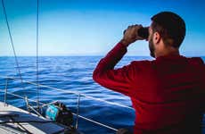 Observation de dauphins et de baleines à Dénia