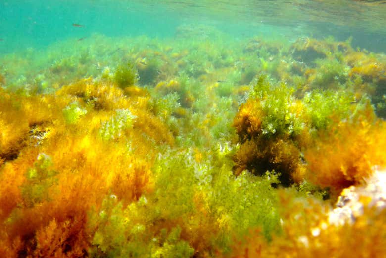 Marine Reserve