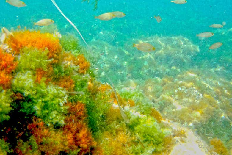 Discover the marine biodiversity