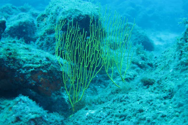 Alcuni coralli che emergono dal fondale