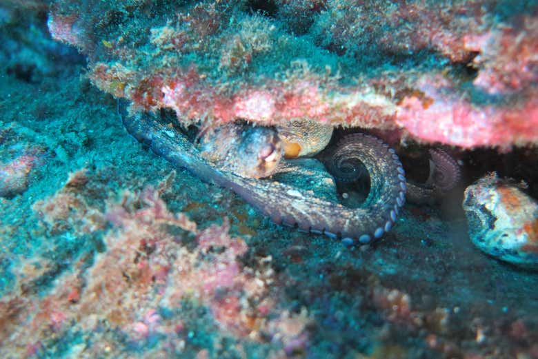 Un polpo nascosto tra le rocce