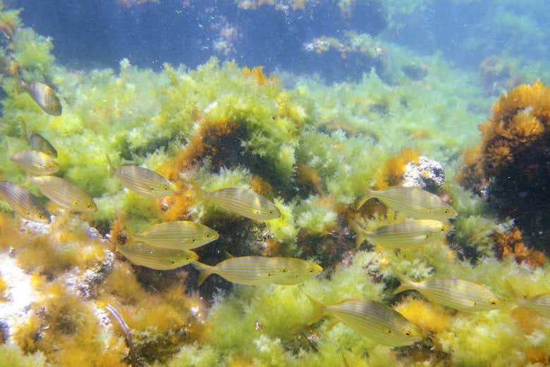 A shoal of fish