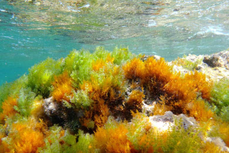 Cape San Antonio Marine Reserve