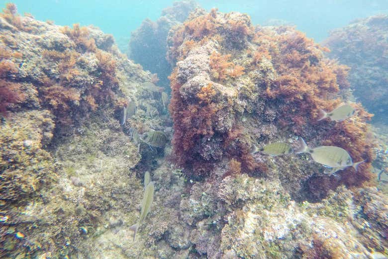 San Antonio Marine Reserve