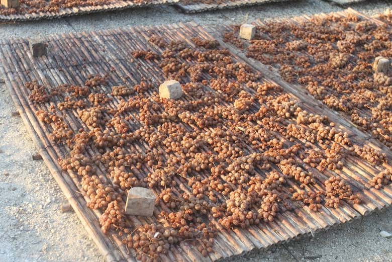 Un grappolo d'uva che si secca al sole