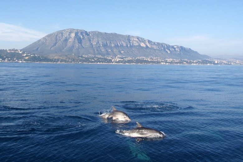 Spot dolphins swimming in the Mediterranean Sea