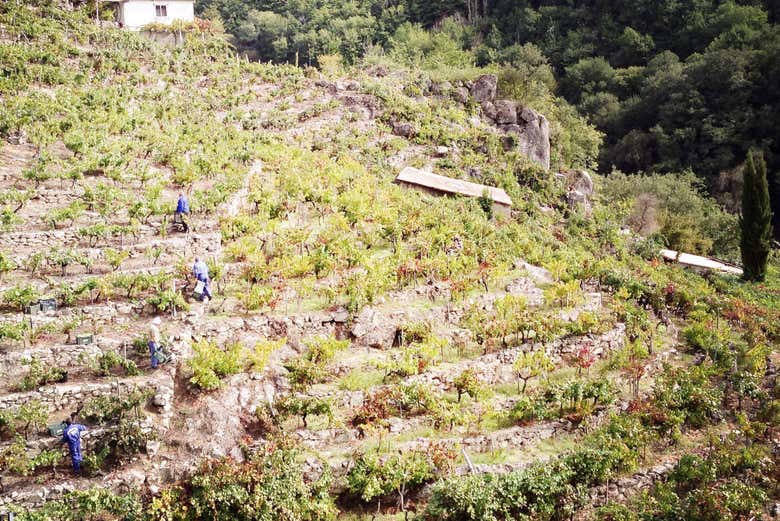 Contemplad los vertiginosos bancales de la viticultura heroica