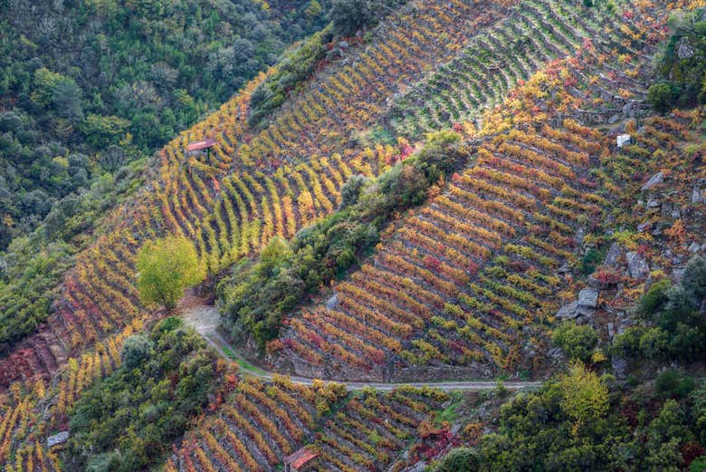 Viñedos en terrazas de la Ribeira Sacra