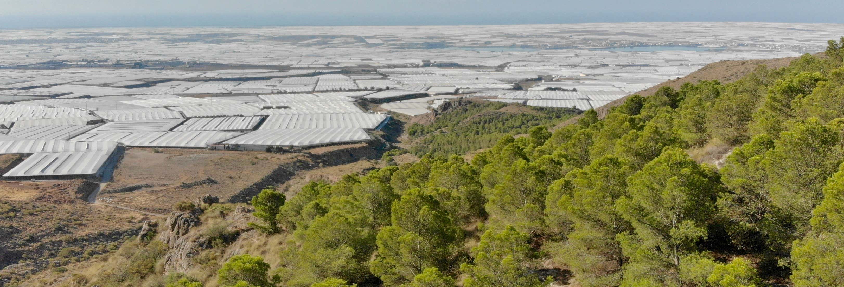 El Ejido