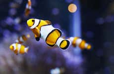 O Grove Aquarium Entrance Ticket