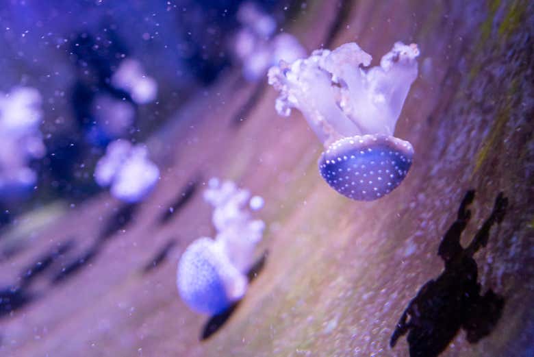 Admirez la biodiversité de l'aquarium d'El Grove