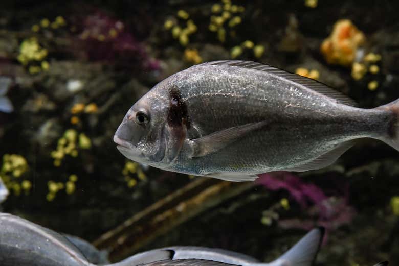 Profitez de la visite de l'aquarium
