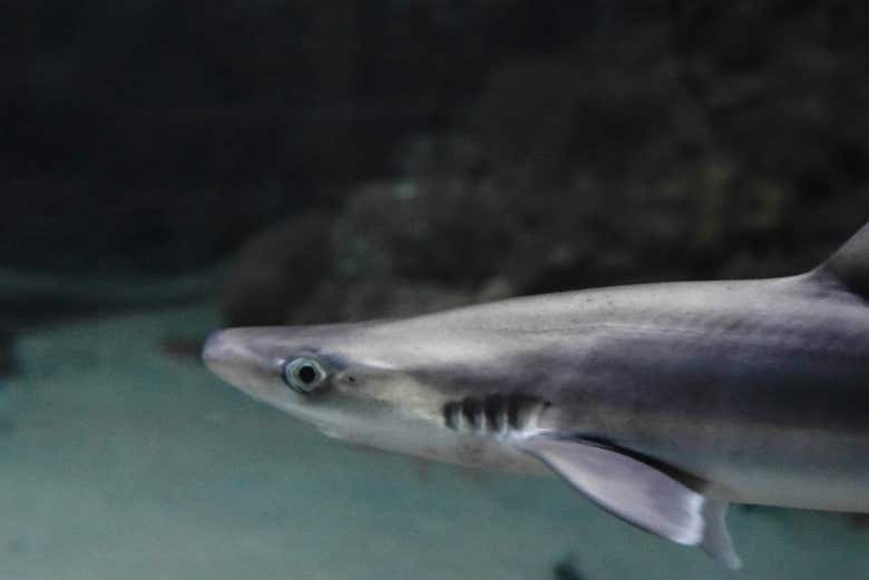 Billet pour l'aquarium d'El Grove