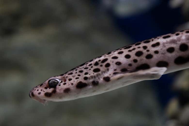 Aquarium d'El Grove