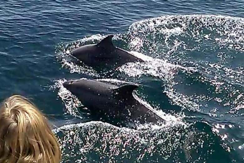 Avistando delfines desde el barco