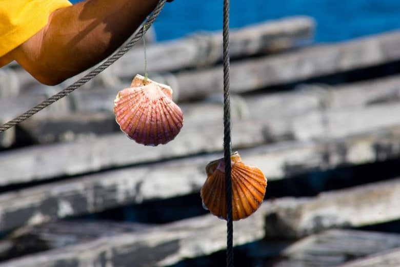 En una batea de Arousa