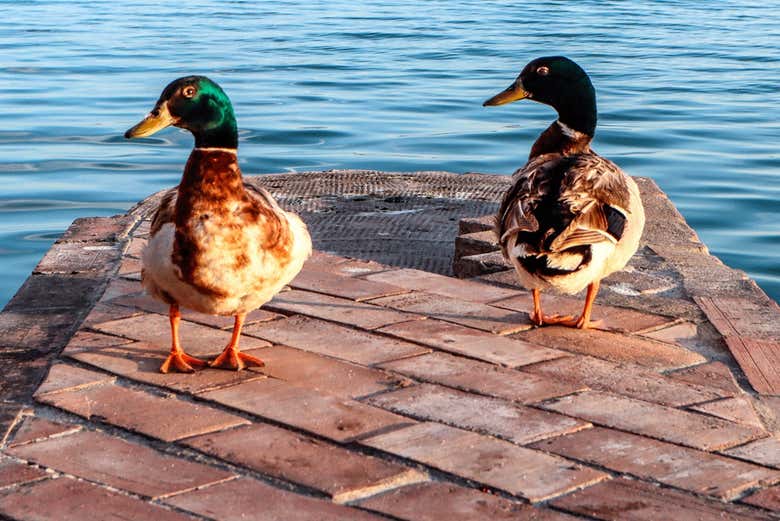Canards dans l'Albufera