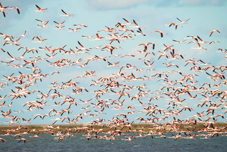 Una bandada de flamencos