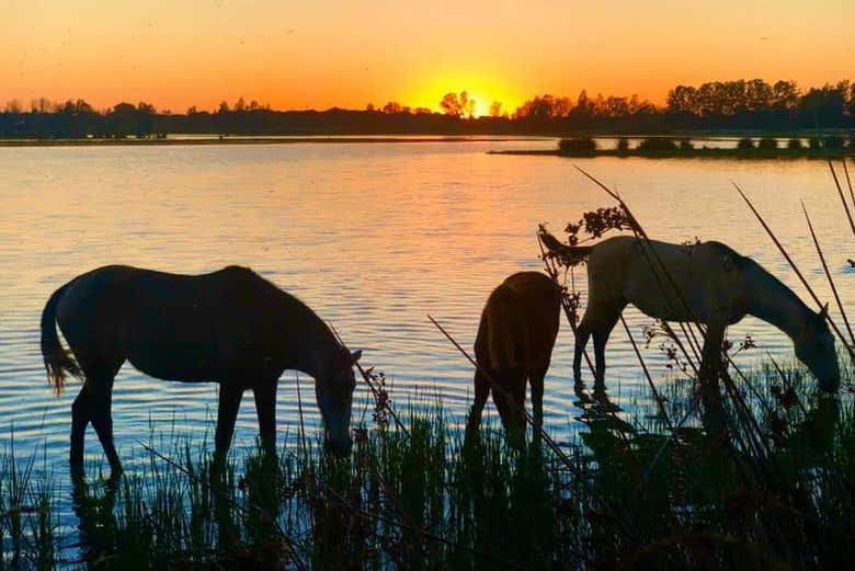 Caballos en el atardecer de Doñana
