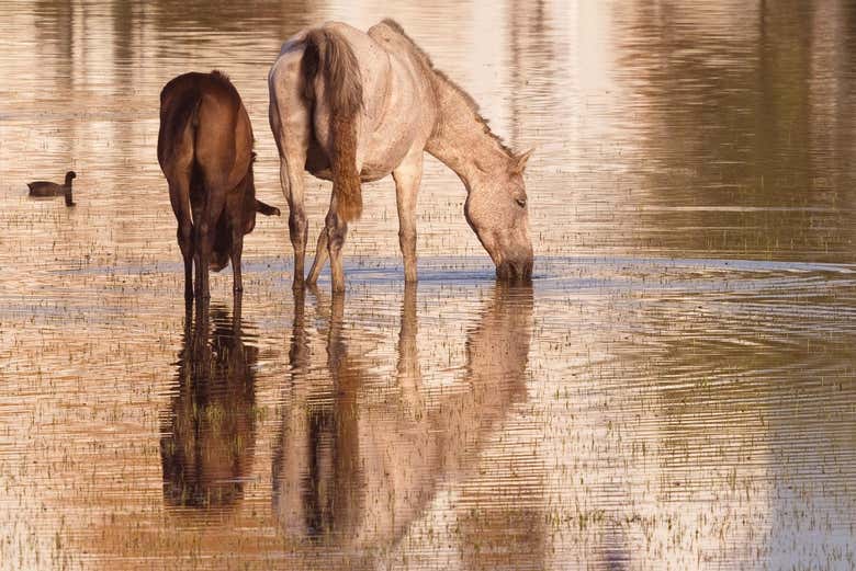 Caballos en Doñana