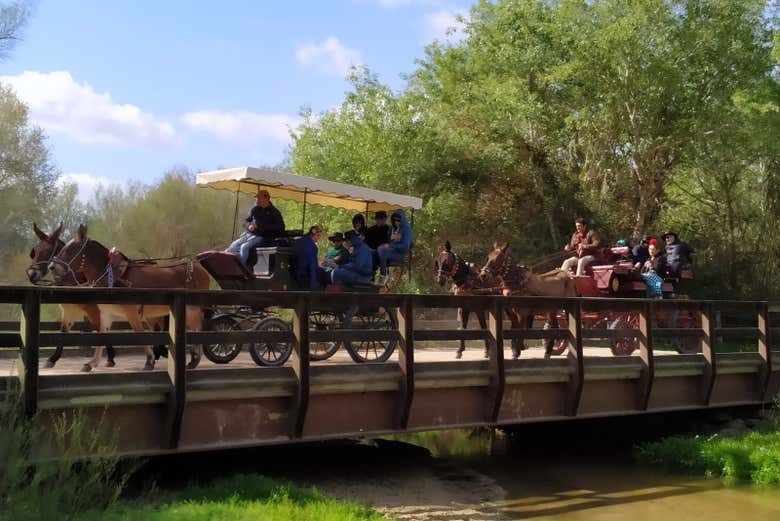 Passeio de charrete pelos arredores de Doñana