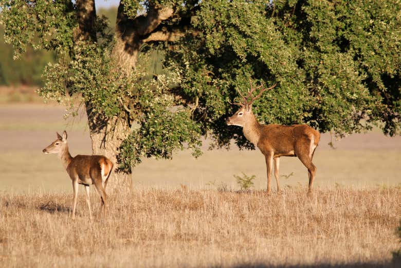 Pareja de ciervos en Doñana